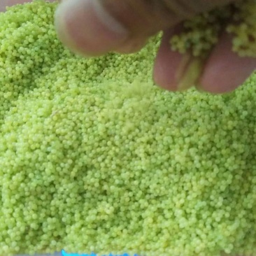 豆丹，豆丹卵，豆丹子豆虫卵
