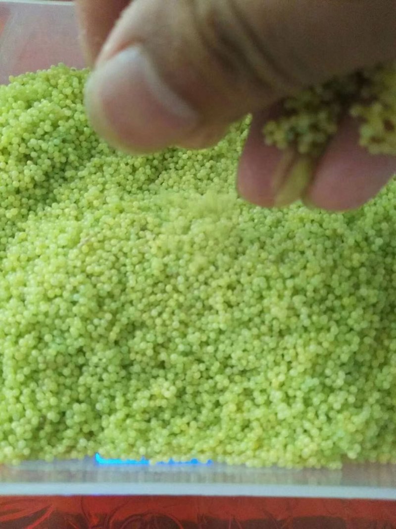 豆丹，豆丹卵，豆丹子豆虫卵