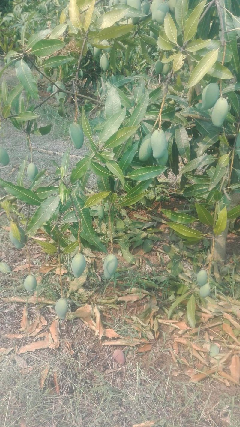 芒果