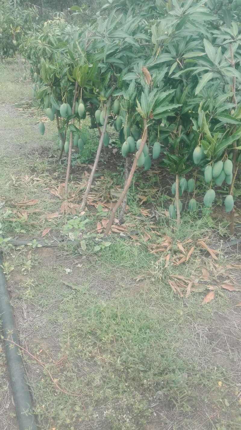 芒果