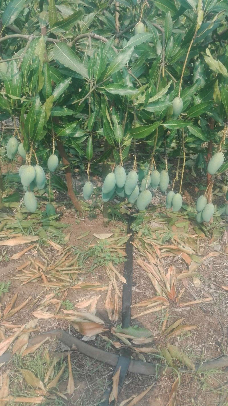 芒果