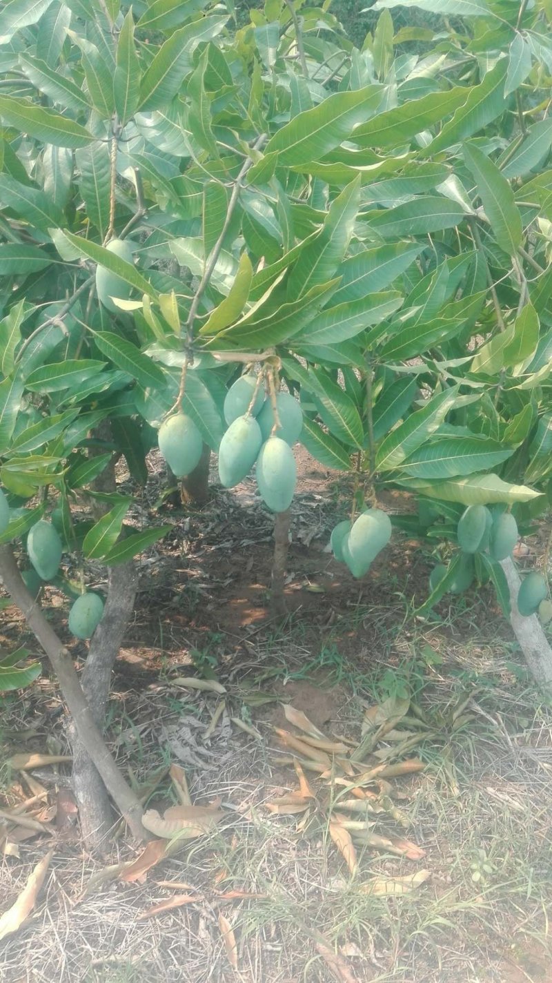 芒果