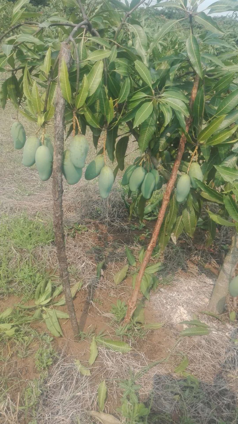 芒果