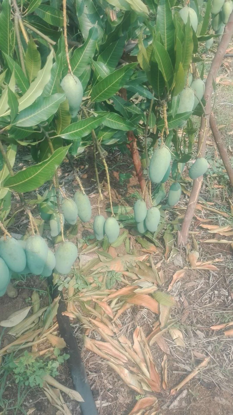 芒果