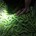 豆丹豆虫卵技术，养殖技术，豆虫卵豆丹卵