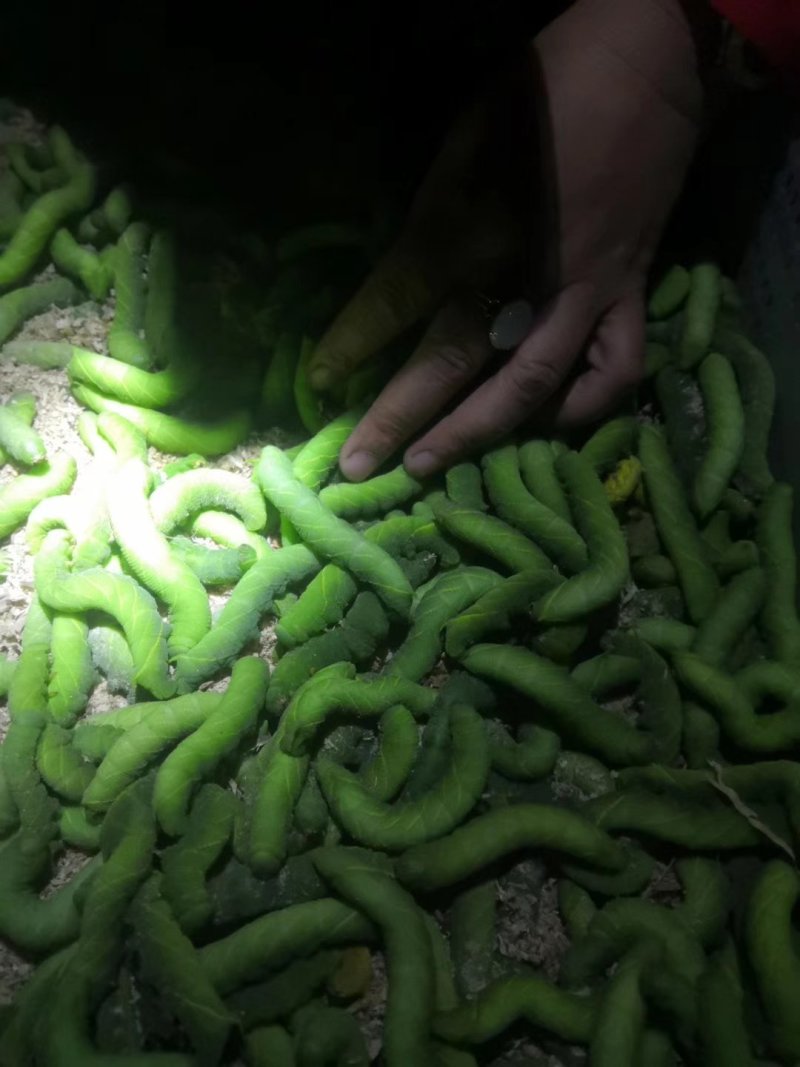 豆丹豆虫卵技术，养殖技术，豆虫卵豆丹卵