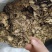 川芎统货选货过4个筛子川芎薄片可常年供应全国发货