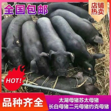 品种良种猪仔