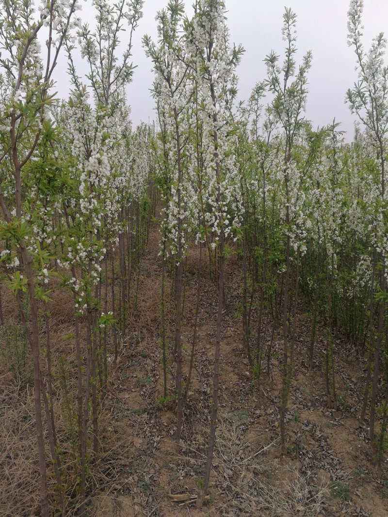 安哥诺李子苗，秋姬李子苗，清脆李子苗，基地直销，欢迎考察