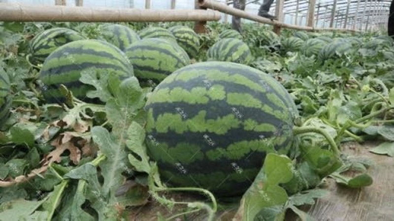 产地直销量大预售多年代收规格齐全量大瓜形好8成熟运费低