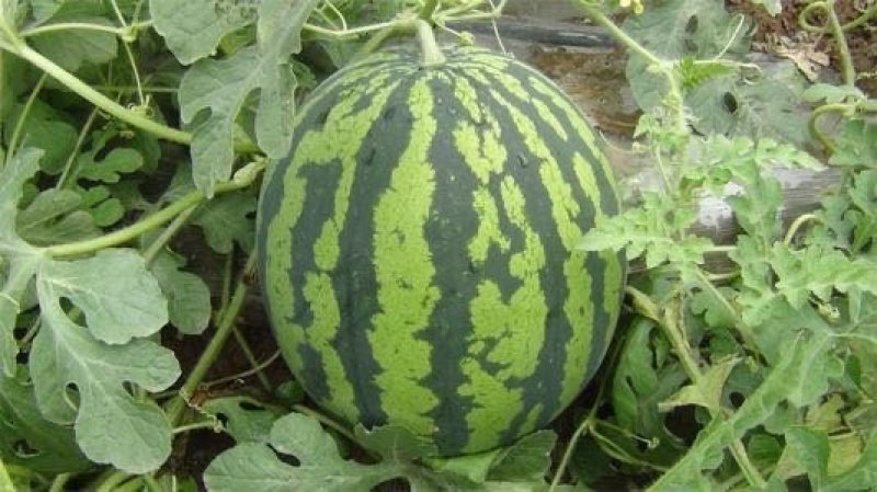 产地直销量大预售多年代收规格齐全量大瓜形好8成熟运费低