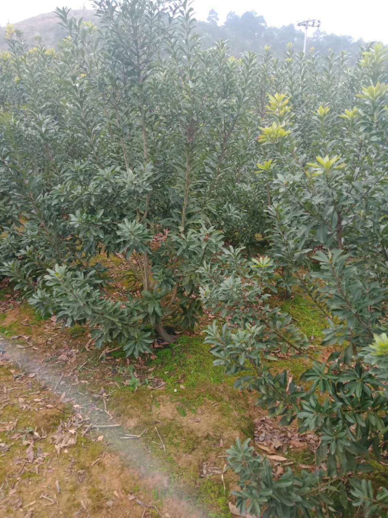 3-4-5公分杨梅树，嫁接杨梅树乌梅，可供货50000颗