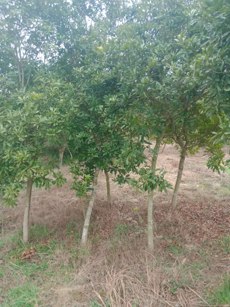 3-4-5公分杨梅树，嫁接杨梅树乌梅，可供货50000颗