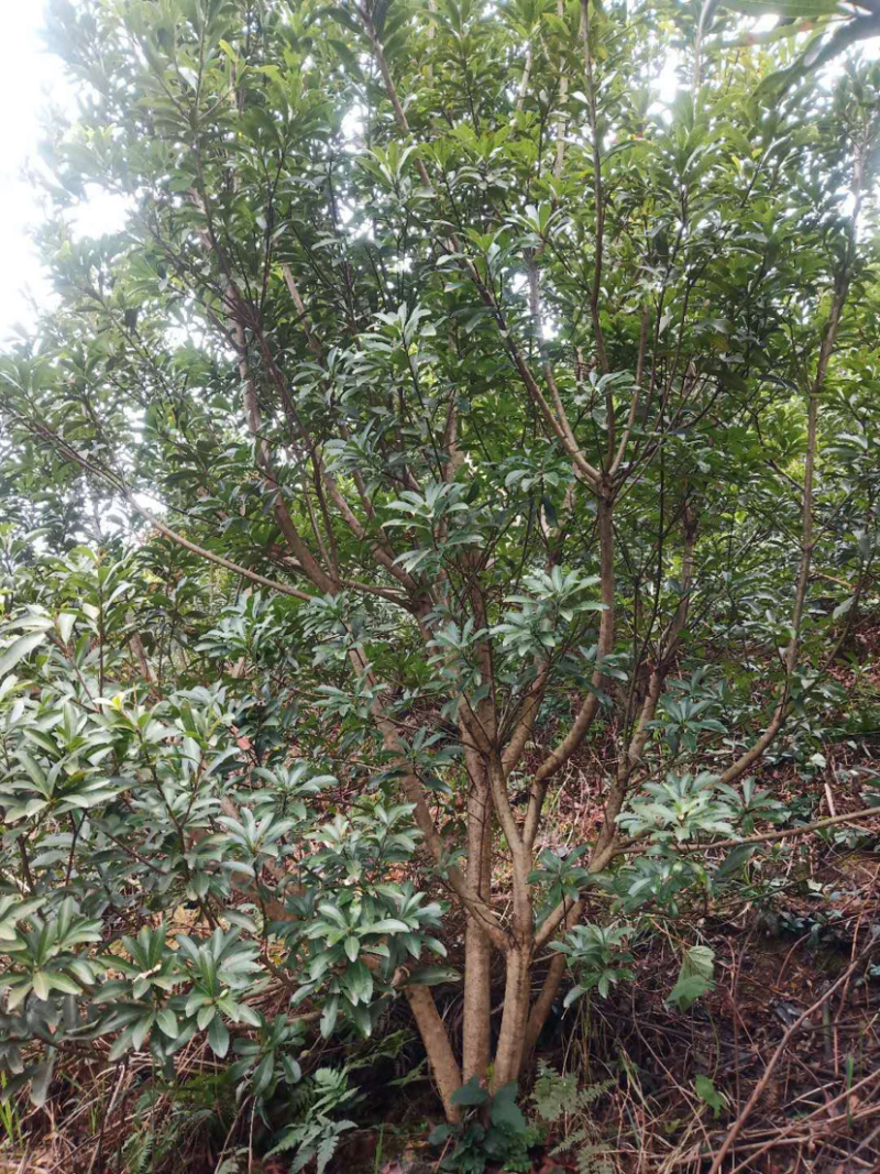 3-4-5公分杨梅树，嫁接杨梅树乌梅，可供货50000颗