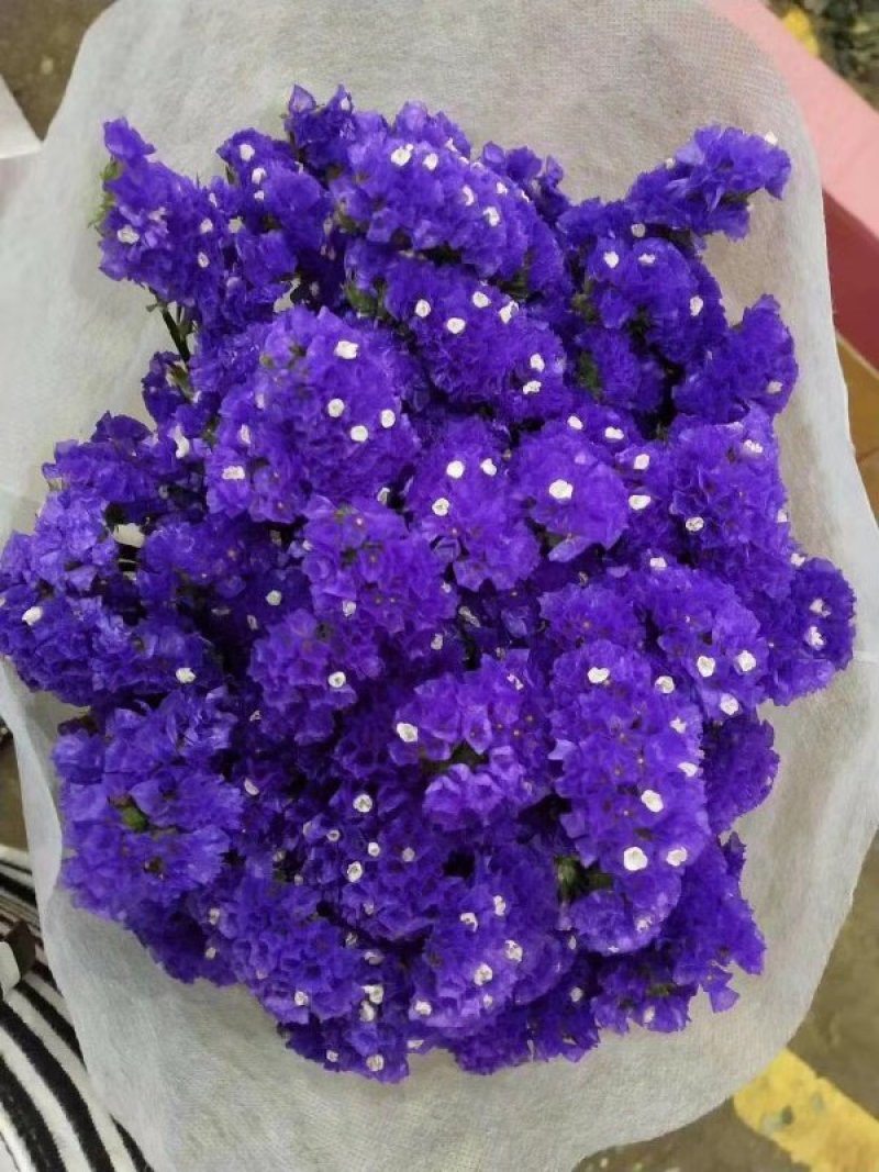 批发勿忘我鲜切花，可做干花，颜色齐全漂亮