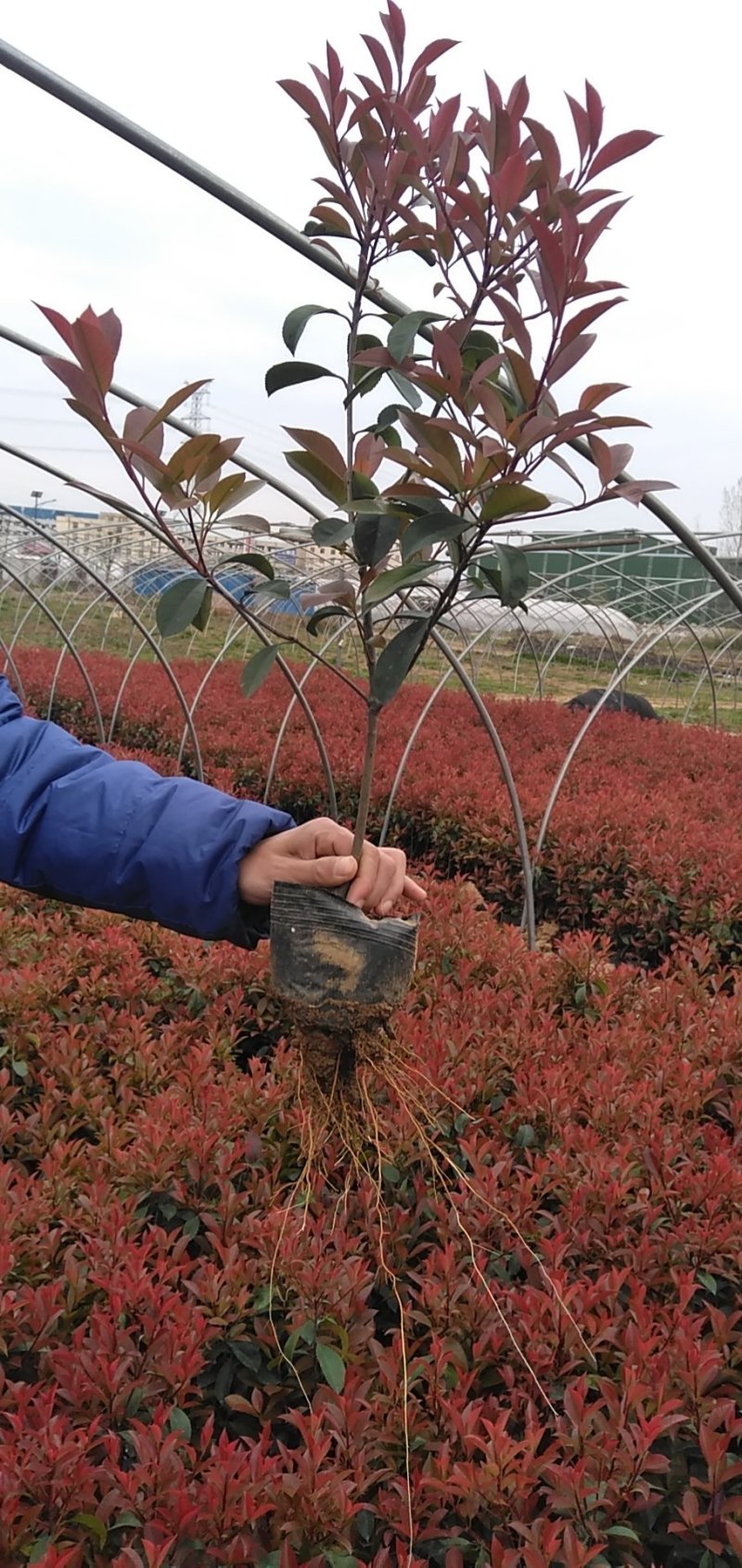 红叶石楠苗，大，小杯工程用苗，基地发货，支持量大