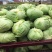 精品包菜汉中扁包菜产地直销个头均匀颜色鲜亮无虫眼