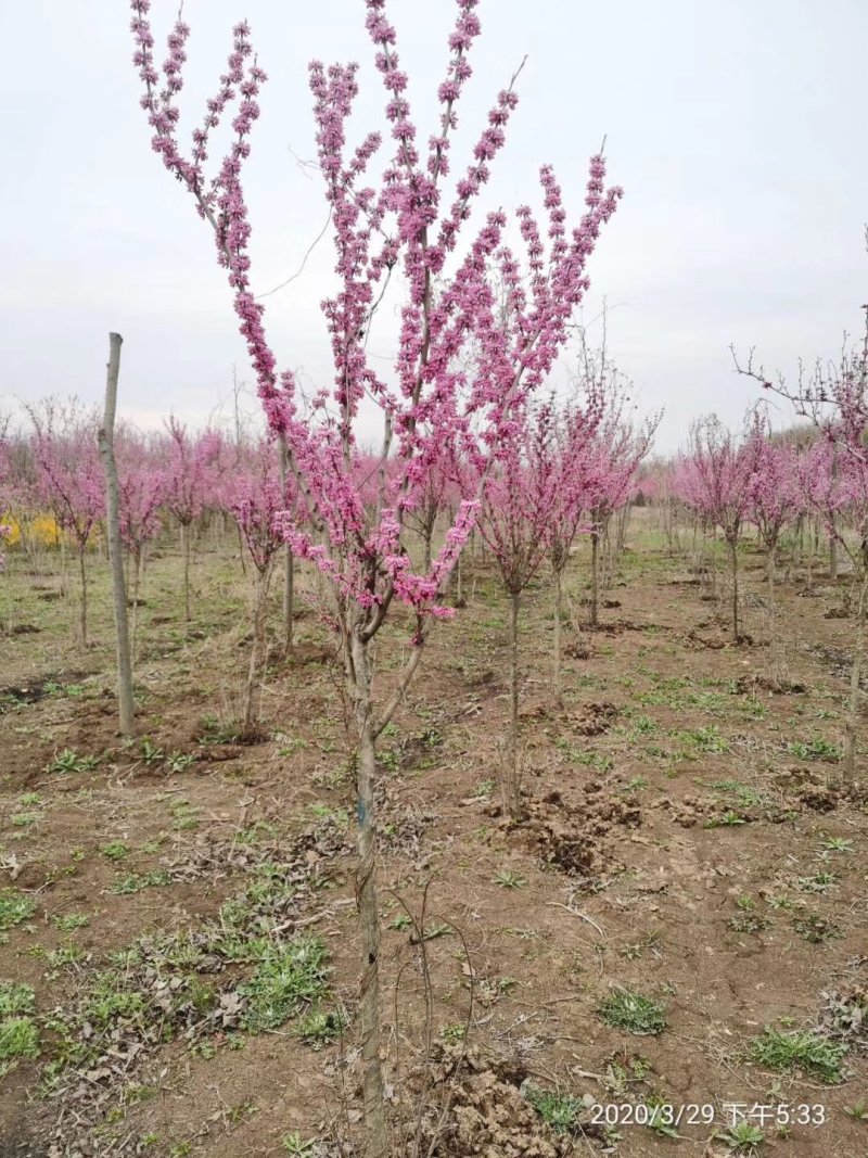紫荆独杆紫荆丛生紫荆基地直发量大从优