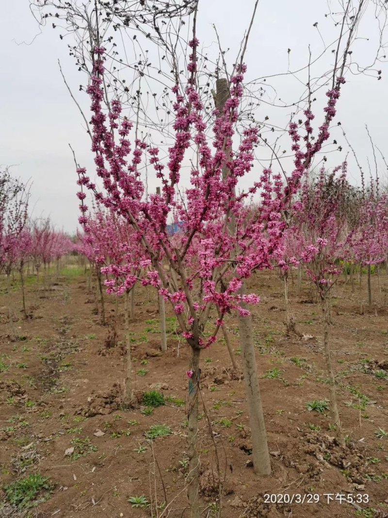 紫荆独杆紫荆丛生紫荆基地直发量大从优