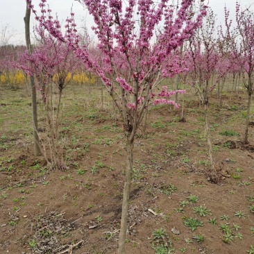 紫荆独杆紫荆丛生紫荆基地直发量大从优