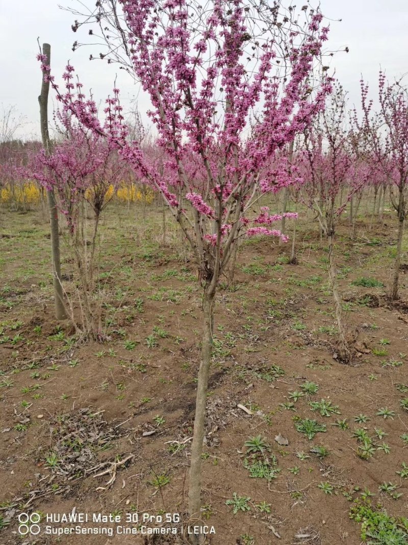 紫荆独杆紫荆丛生紫荆基地直发量大从优