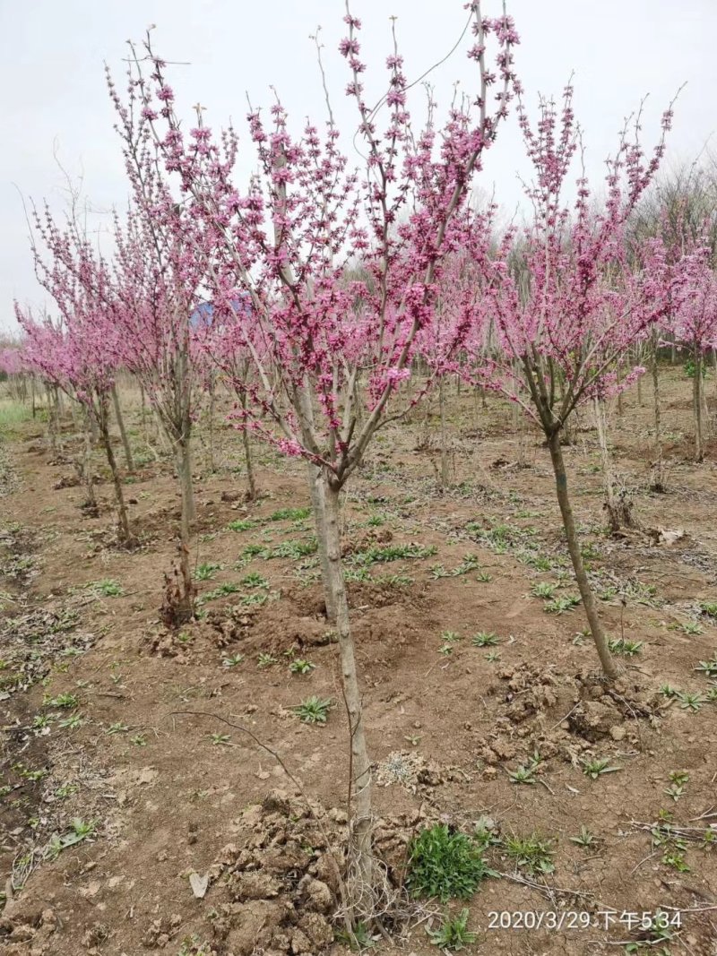 紫荆独杆紫荆丛生紫荆基地直发量大从优
