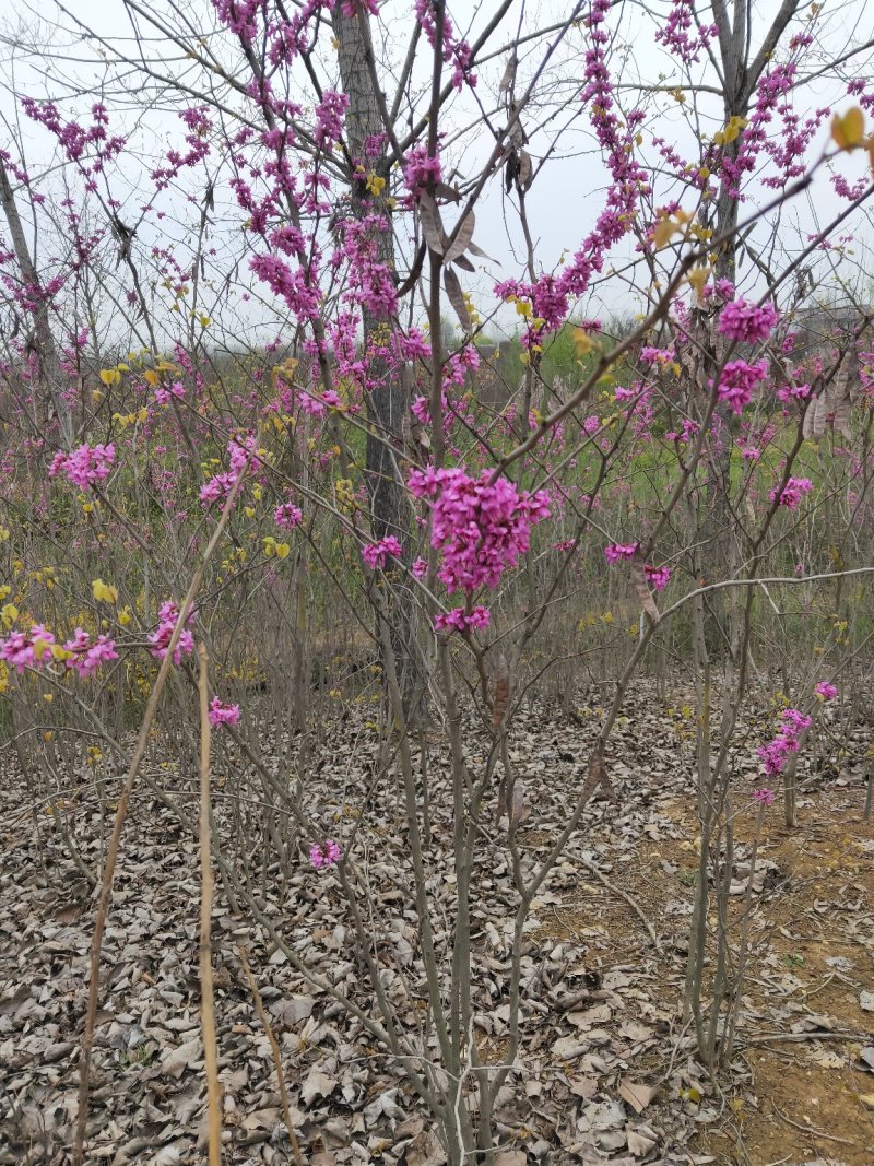 紫荆独杆紫荆丛生紫荆基地直发量大从优