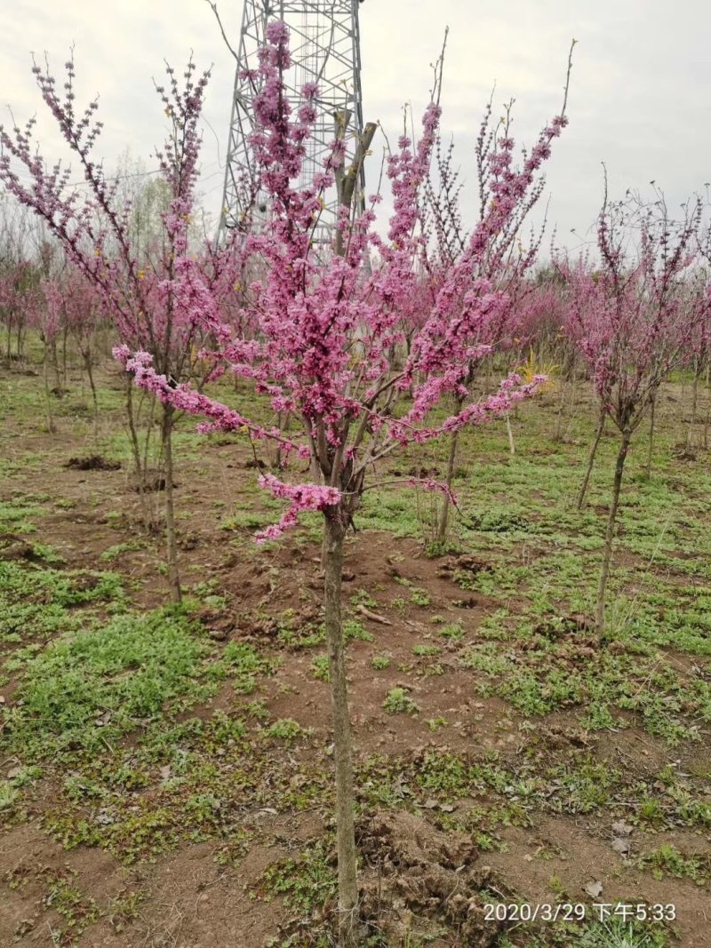 紫荆独杆紫荆丛生紫荆基地直发量大从优