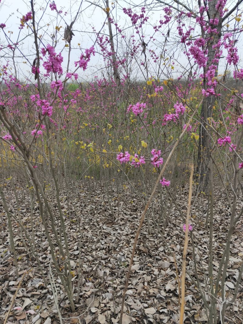 紫荆独杆紫荆丛生紫荆基地直发量大从优