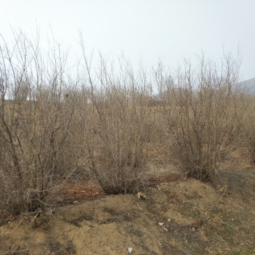 石榴树