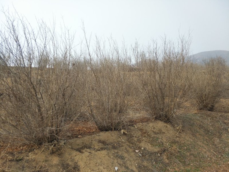 石榴树