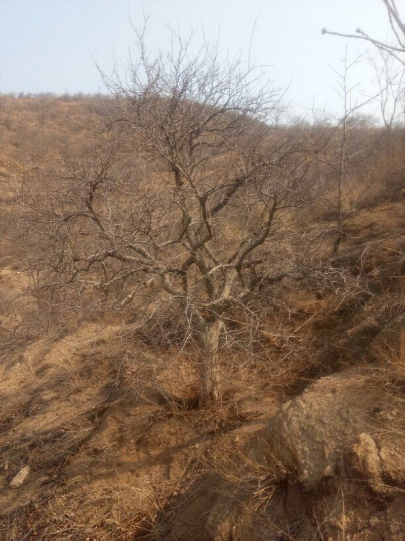 石榴树