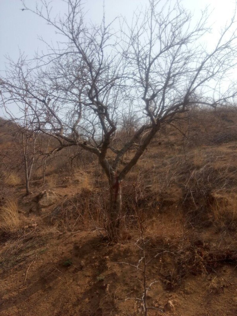 石榴树