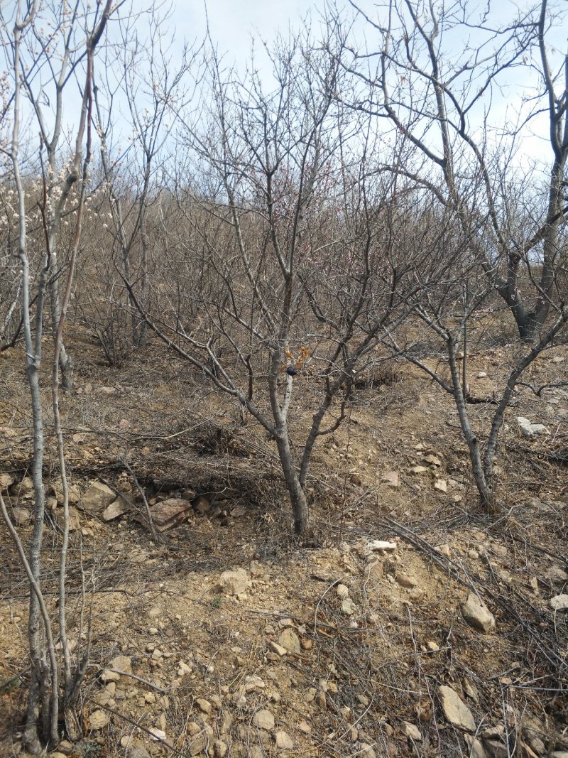 石榴树