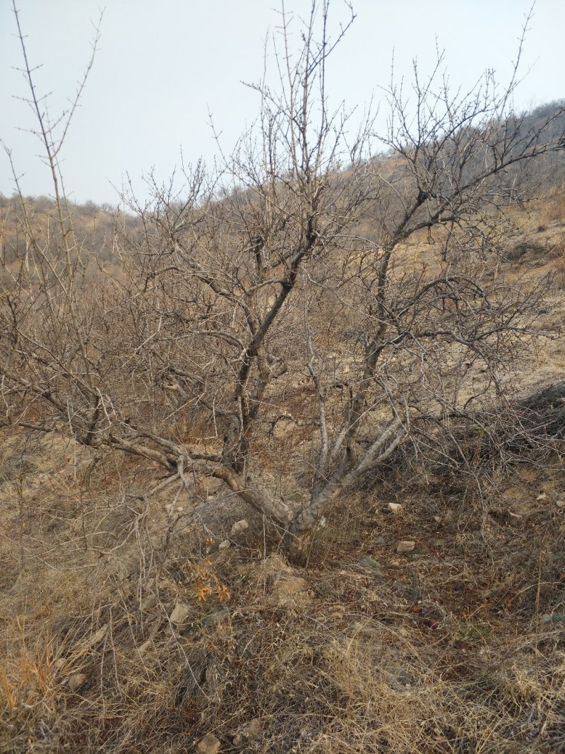 石榴树