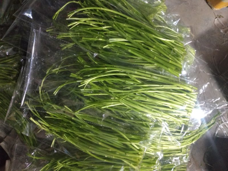 芦蒿（江苏芦蒿)翠绿青蒿，黎蒿，毛蒿质量优
