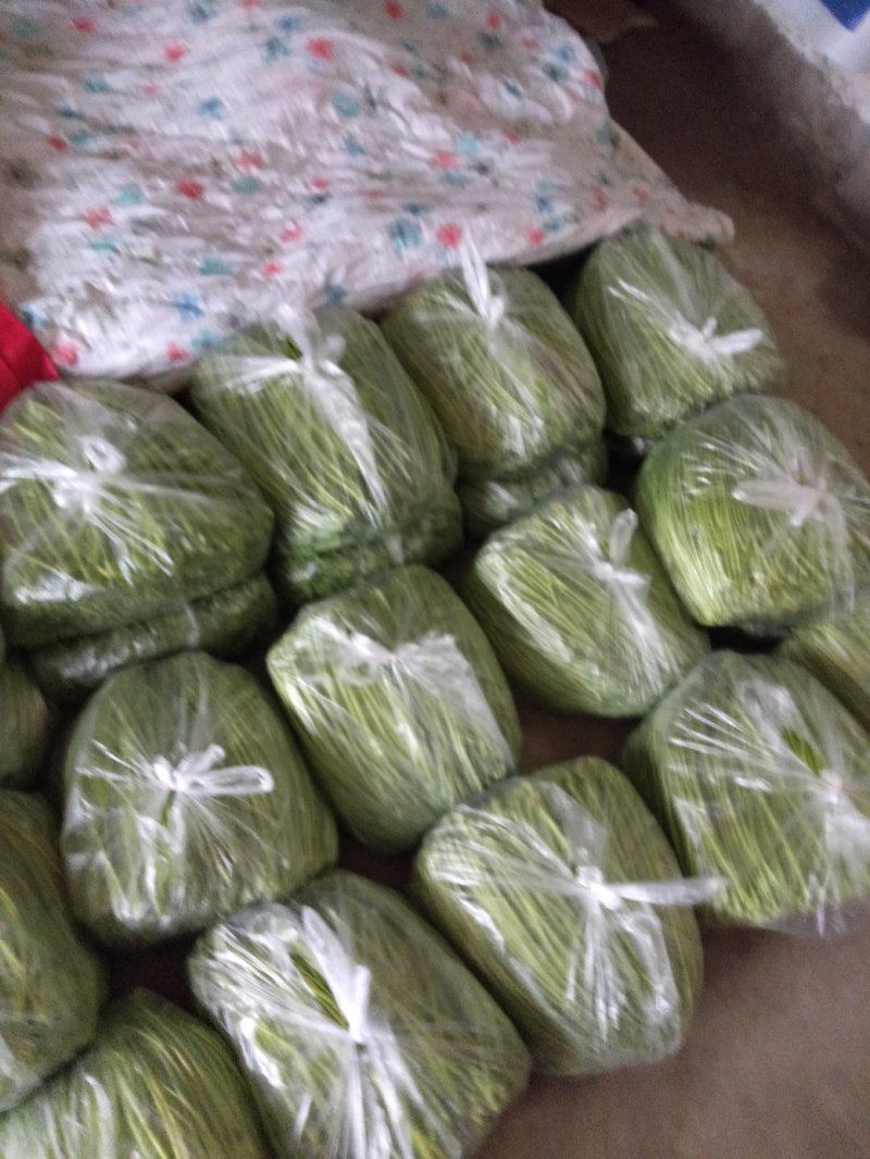 芦蒿（江苏芦蒿)翠绿青蒿，黎蒿，毛蒿质量优