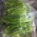 芦蒿（江苏芦蒿)翠绿青蒿，黎蒿，毛蒿质量优