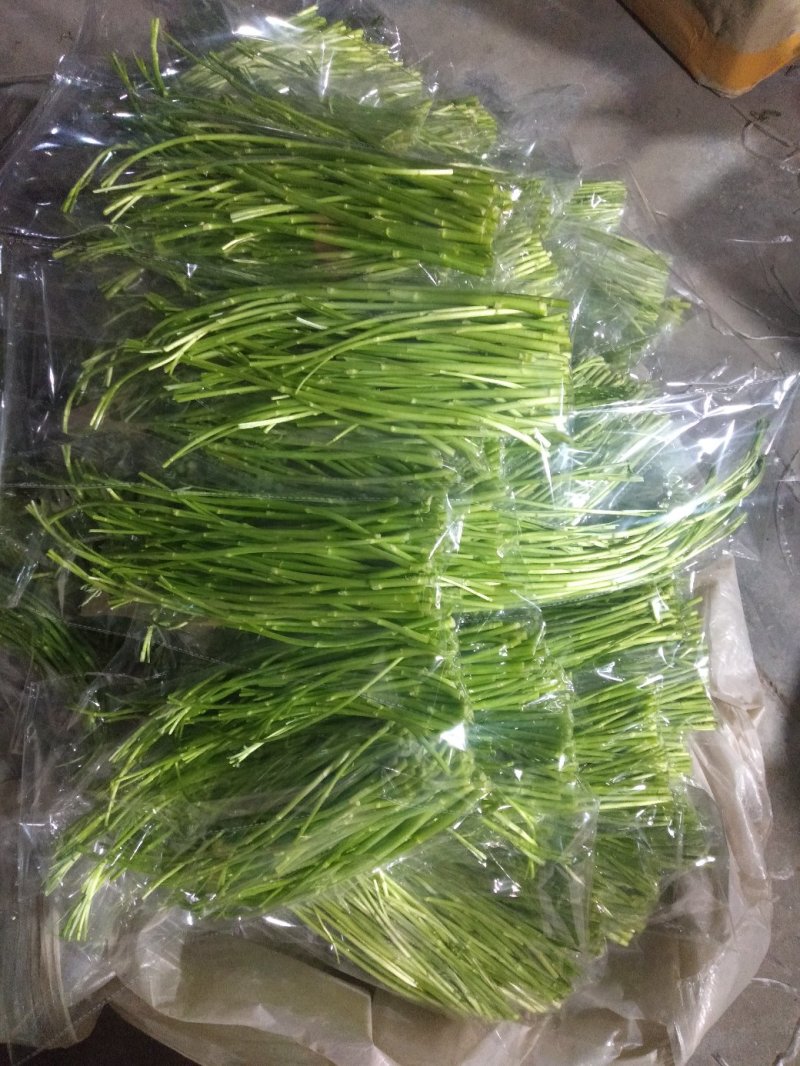 芦蒿（江苏芦蒿)翠绿青蒿，黎蒿，毛蒿质量优