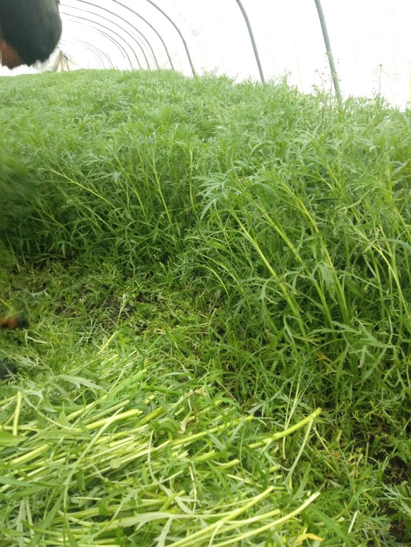 芦蒿（江苏芦蒿)翠绿青蒿，黎蒿，毛蒿质量优