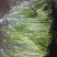 芦蒿（江苏芦蒿)翠绿青蒿，黎蒿，毛蒿质量优
