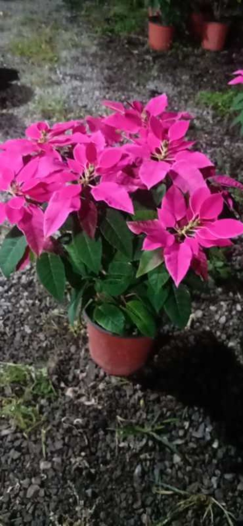 粉色一品，花期长，红颜色纯正叶面茂盛规格全