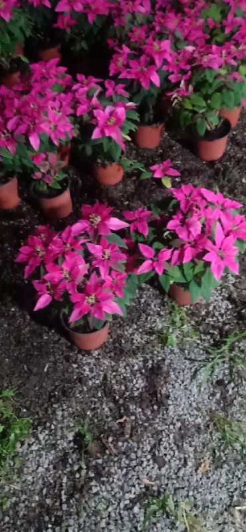 粉色一品，花期长，红颜色纯正叶面茂盛规格全