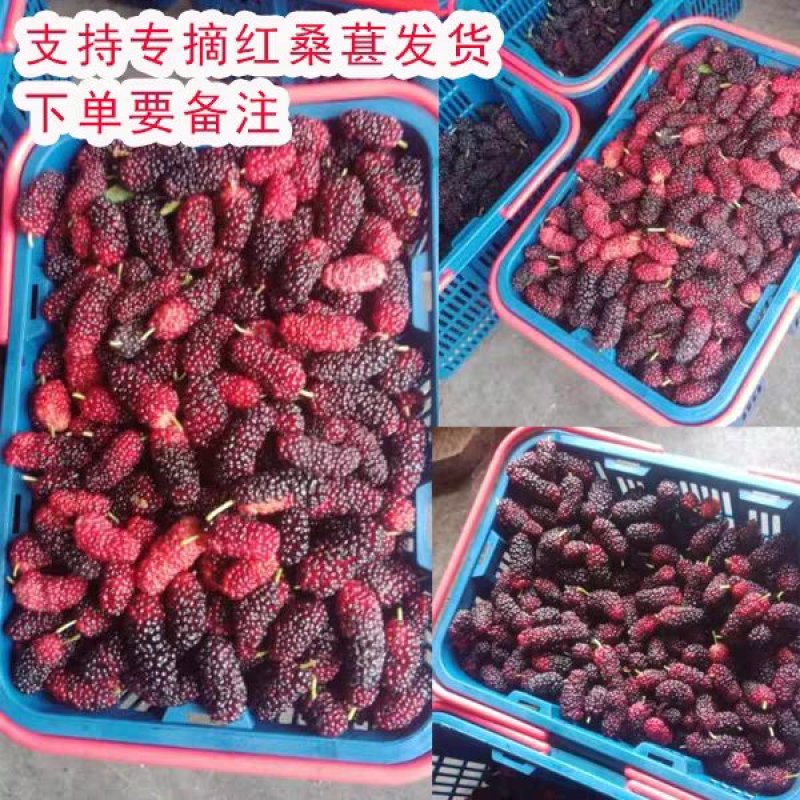 汕头金灶桑葚新鲜桑果桑子广东省内顺丰包邮产地直供