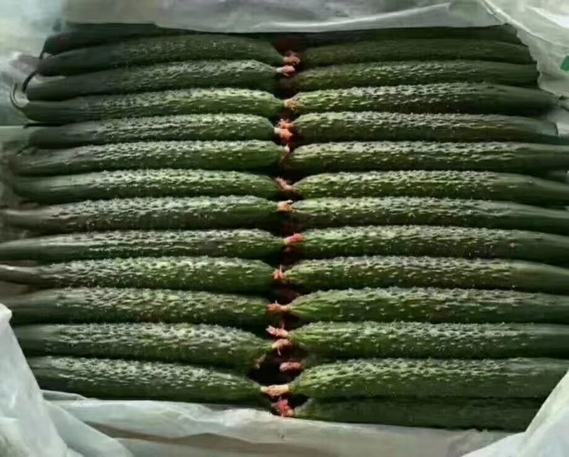 沂南黄瓜，基地直采，对接商超！市场可持续性久