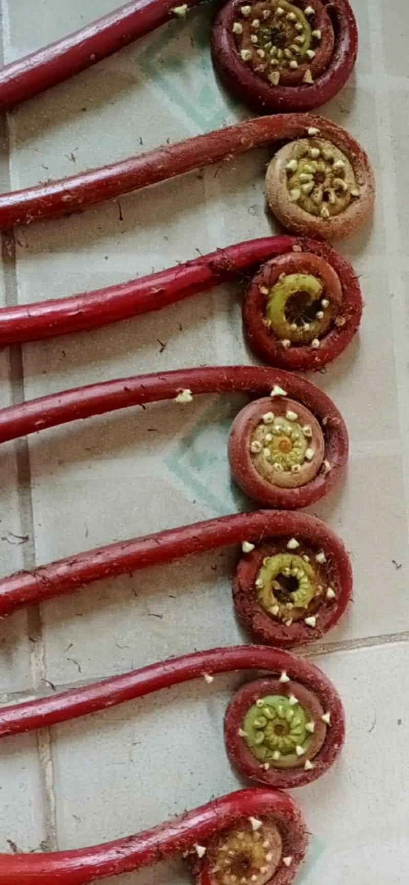 野生蕨菜，（现摘现卖）每件5斤装