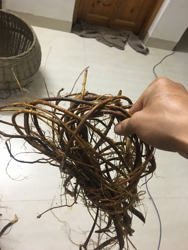 五指毛桃