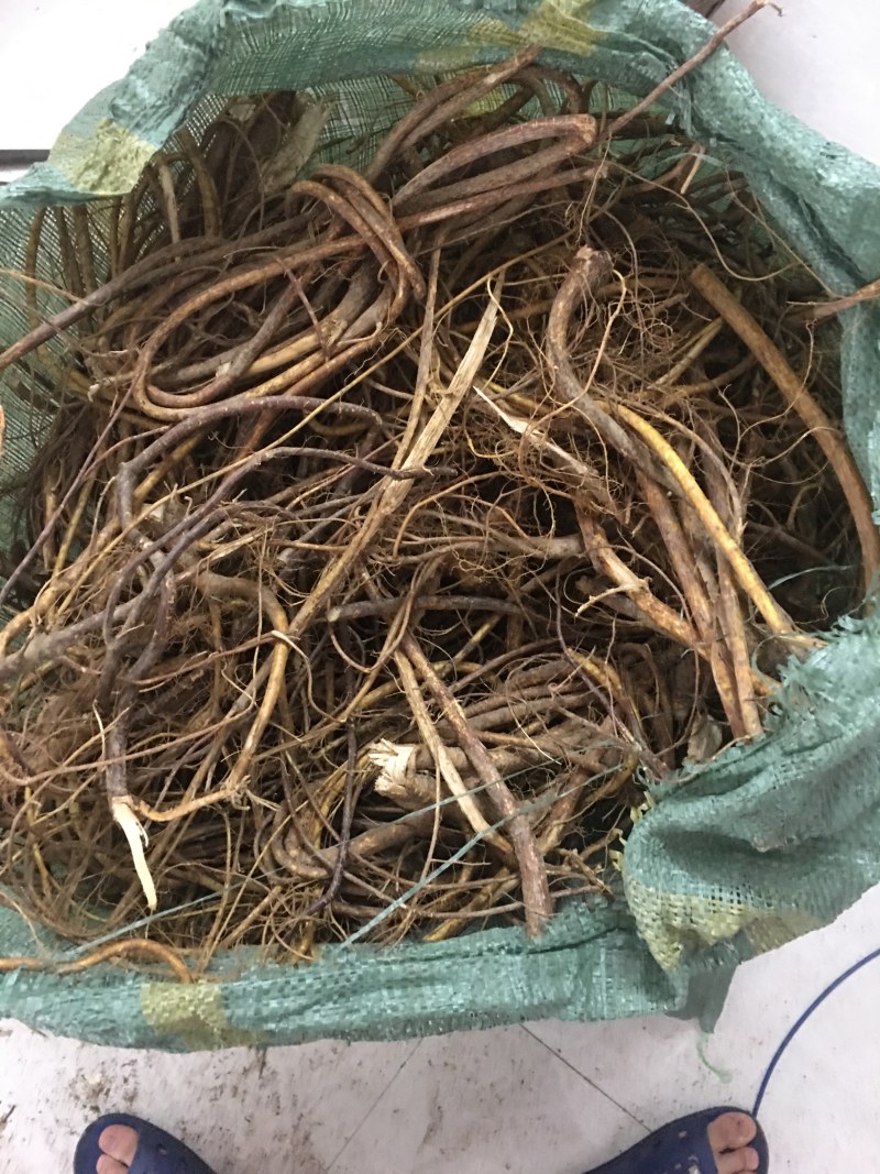 五指毛桃