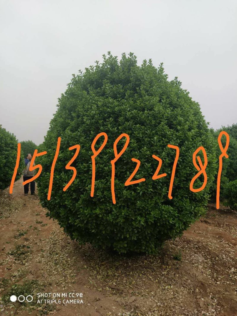 大叶黄杨冬青树2.3米