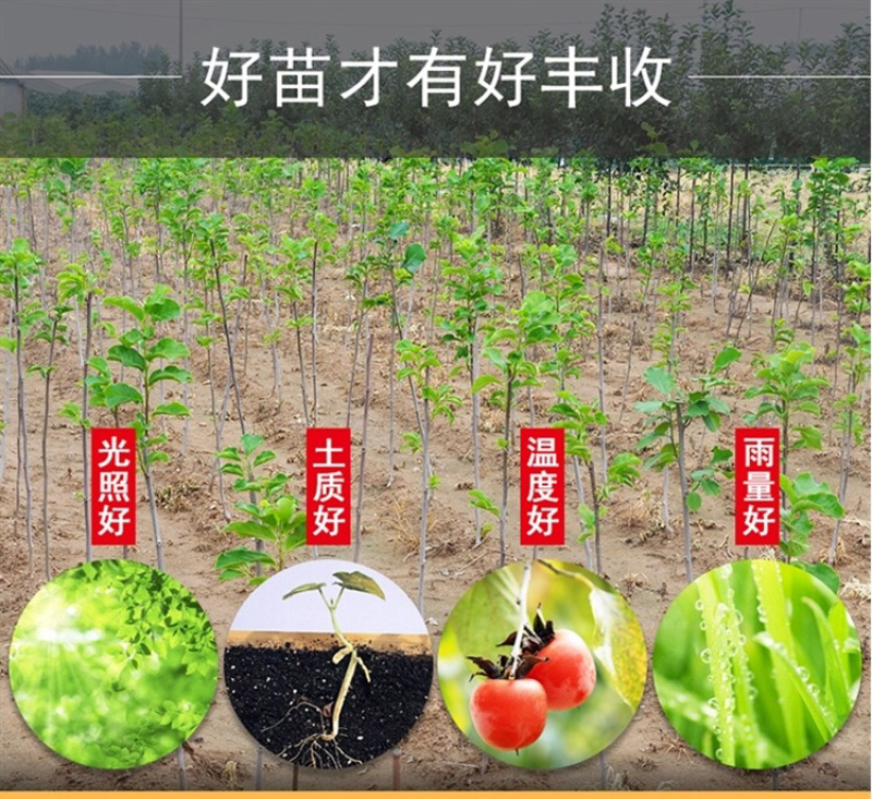 柿子苗树嫁接日本柿子树苗脆甜柿树南方北方种植地栽当年结果